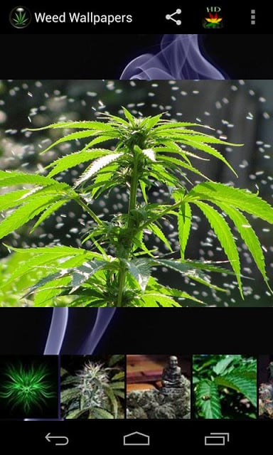 Weed HD Wallpapers截图4