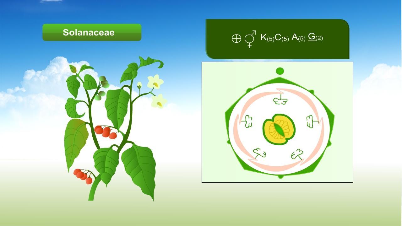 Plant Families截图2