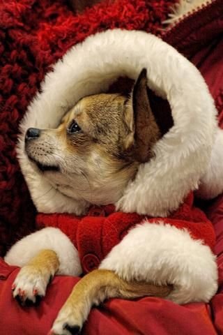 Love Christmas Puppy Pics截图1