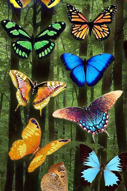 Butterfly Wallpaper截图4