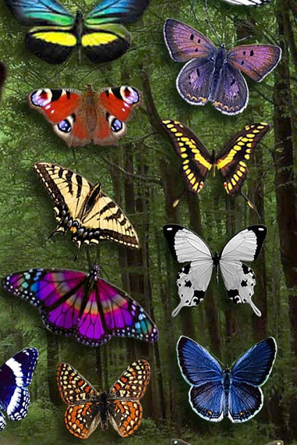 Butterfly Wallpaper截图7