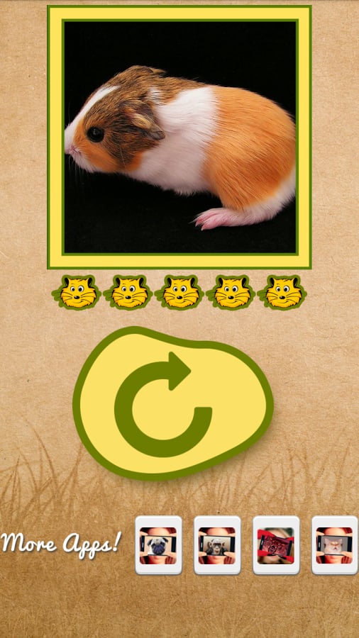 What hamster are you?截图4