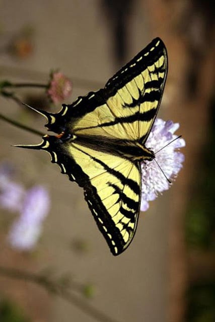 Butterfly Wallpaper截图6