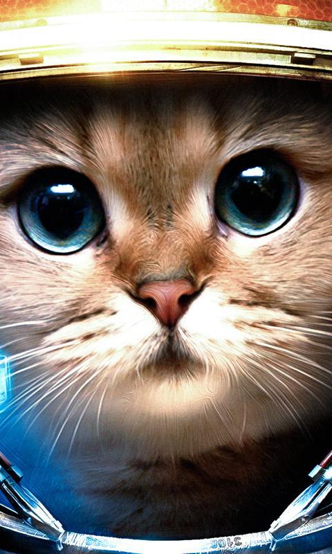 Kitties Cute animals HD LWP截图1