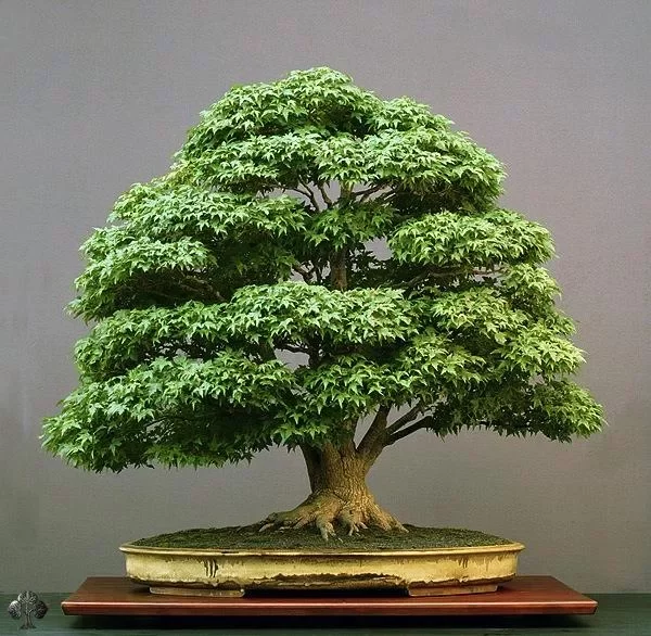 100 Bonsai Trees截图5