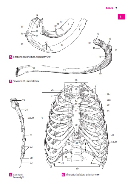 Pocket Anatomy Atlas截图1