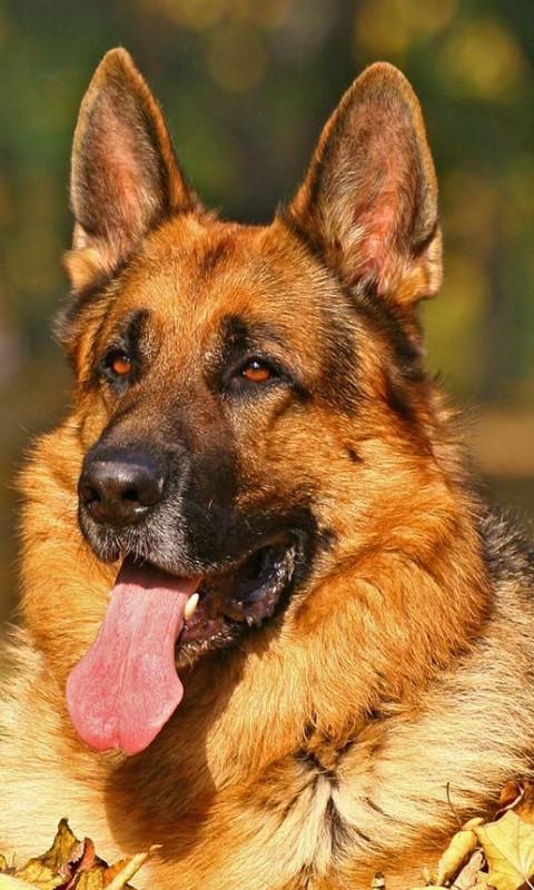 German shepherd LWP截图4