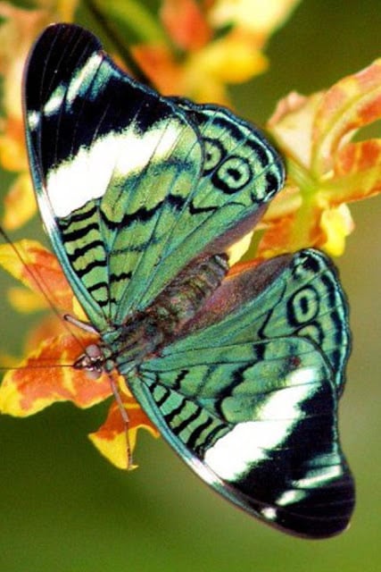 Butterfly Wallpaper截图2