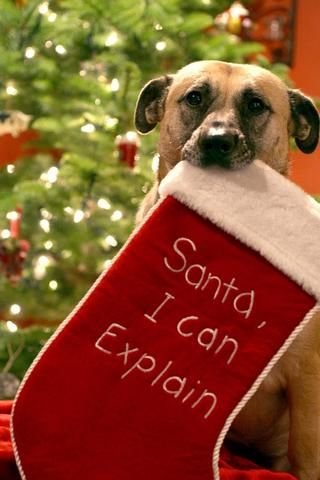 Love Christmas Puppy Pics截图2