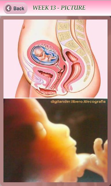 Pregnancy Info - Free截图3