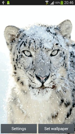 Snow Leopard截图1