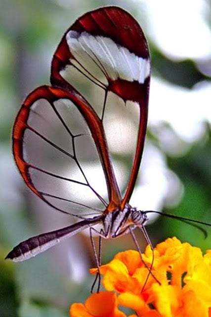 Butterfly Wallpaper截图5