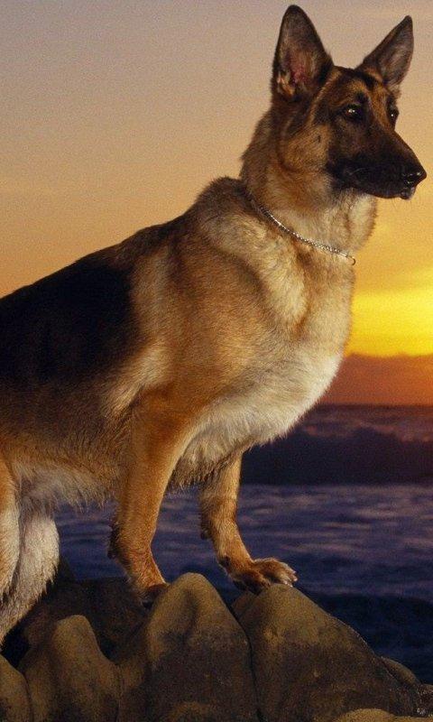 German shepherd LWP截图2