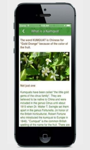 Kumquat Growers截图1