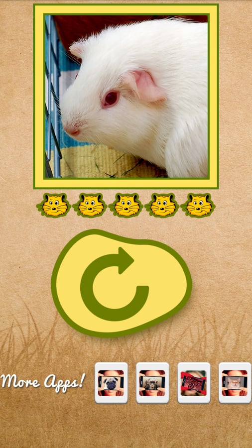 What hamster are you?截图5