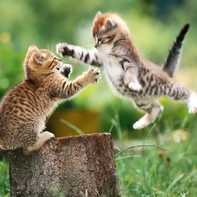 Cute kitties Jigsaw Puzzles截图6