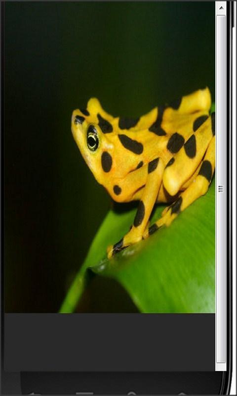 Froggie Fun截图4