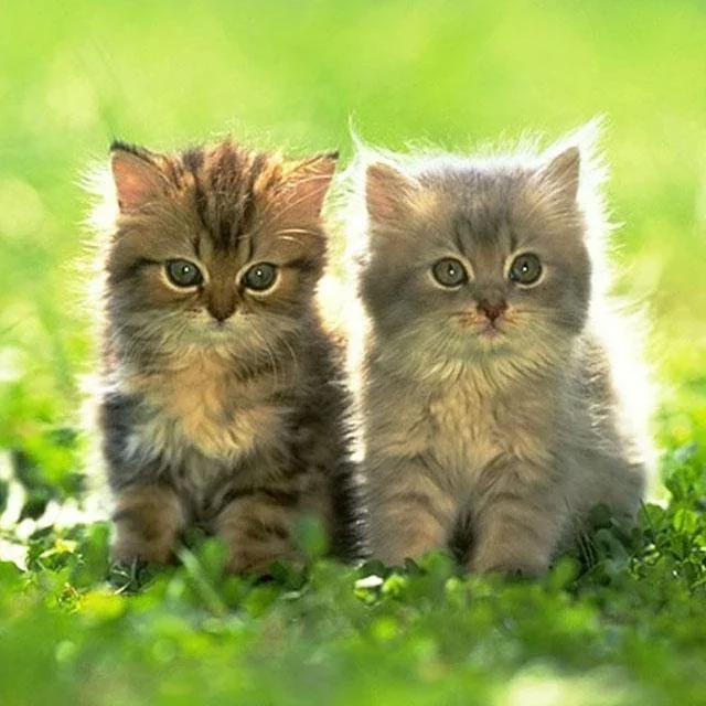 Cute kitties Jigsaw Puzzles截图5