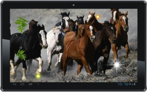 Horses Free HD live wallpaper截图1
