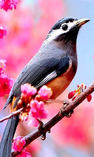 Birds Live Wallpaper截图2