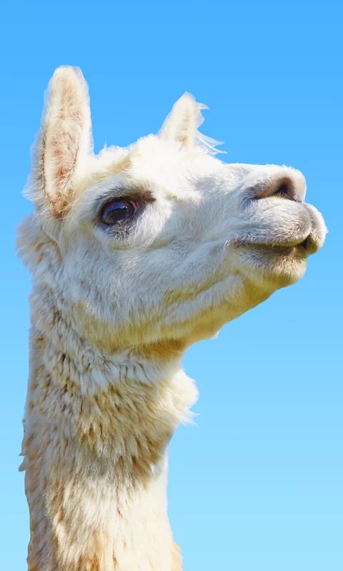 Super Llama Chase截图6