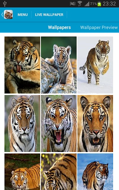 Amazing Tigers Wallpapers截图6