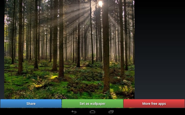 树木和森林壁纸截图6