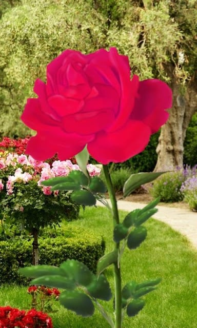 Rose Blooming Live Wallpaper截图2