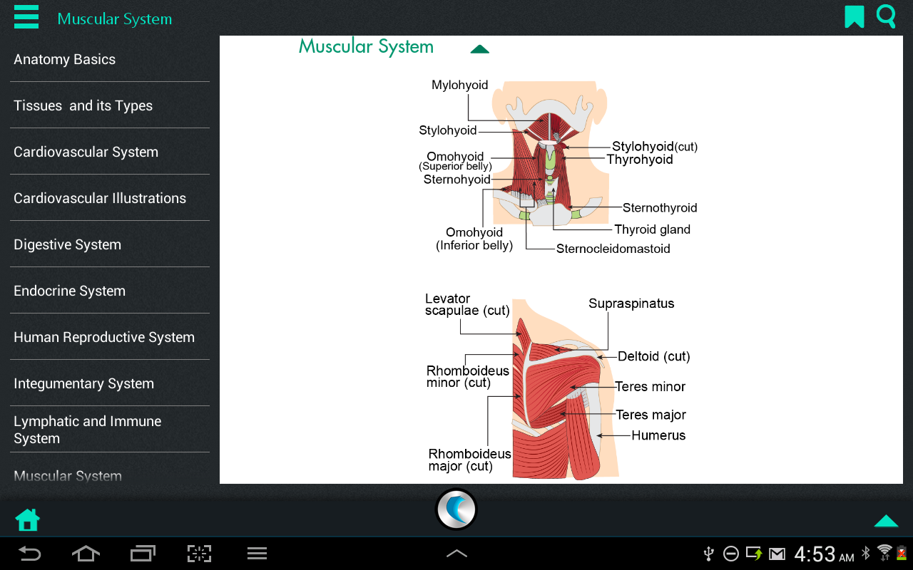 Human Body Anatomy by WAGmob截图3