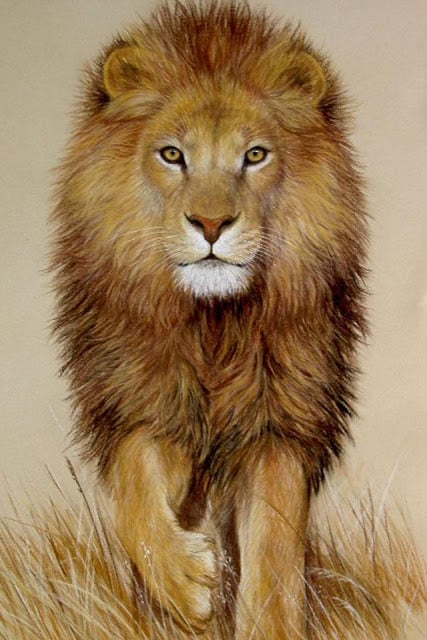 Lion Wallpaper截图5