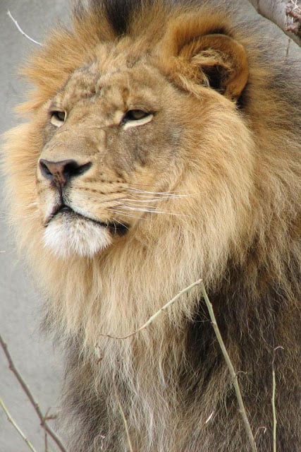 Lion Wallpaper截图3