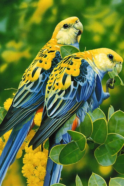 Birds Wallpaper截图4