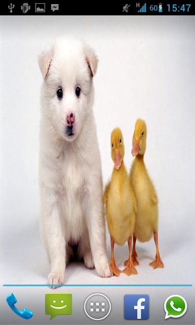 Sweet Animals slide Wallpaper截图2