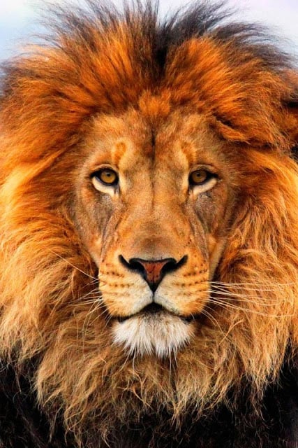 Lion Wallpaper截图8