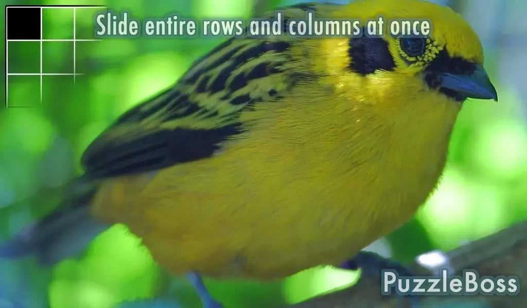 Bold Bird Slide Puzzle G...截图4