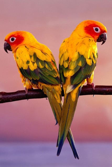 Birds Wallpaper截图2