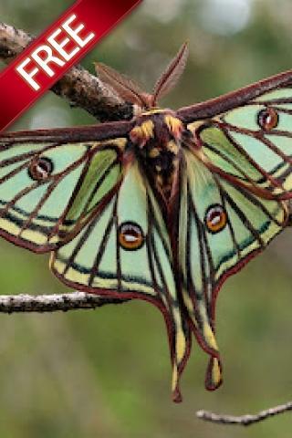 Uncommon Butterfly截图1