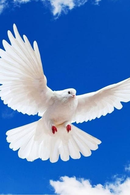 Birds Wallpaper截图7