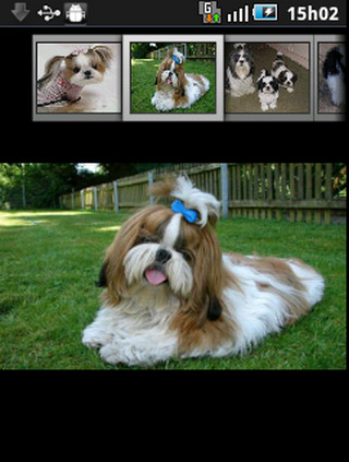 Cachorros shih tzu截图4