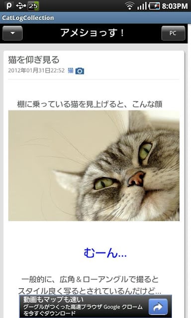 猫ブログ・コレクション截图2
