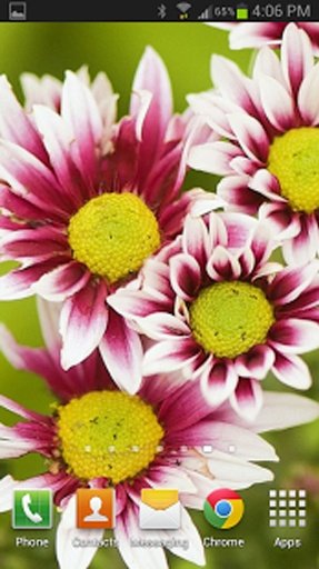 Flowers 1080p HD Wallpaper截图1