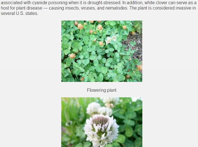 Common Weeds of Yard &amp; Garden截图2