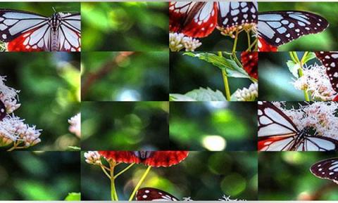 Butterflies Puzzle截图6