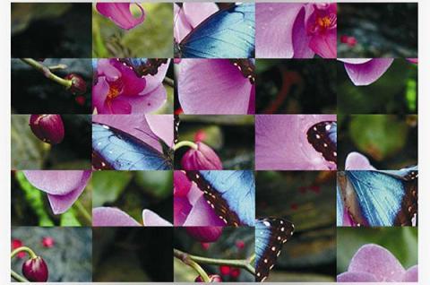 Butterflies Puzzle截图1