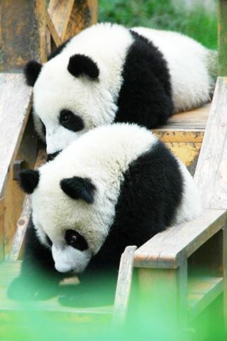 可爱的熊猫壁纸截图2