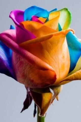 3D Roses Live Wallpaper截图3