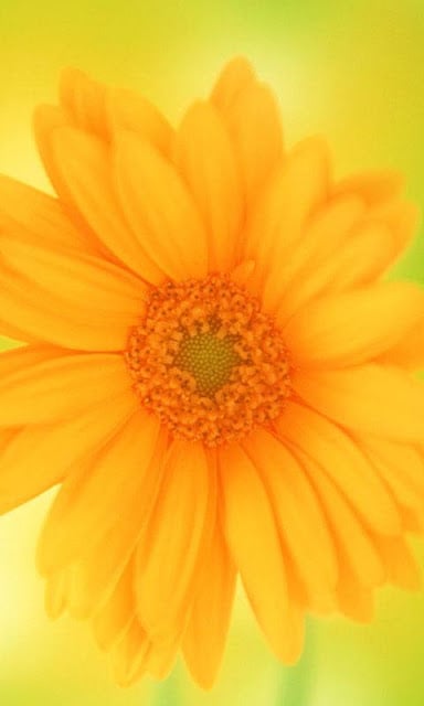 Flower Wallpapers HD截图2