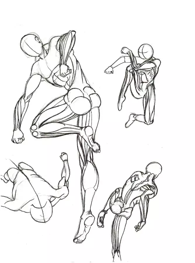 Sketches of anatomy截图2
