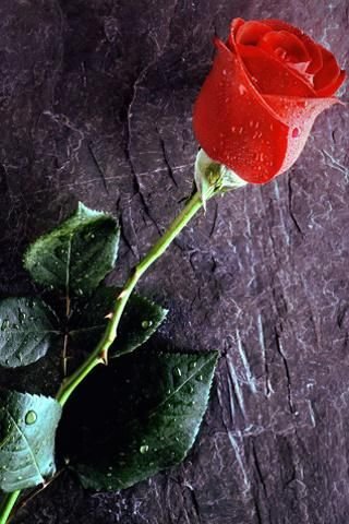 3D Roses Live Wallpaper截图4