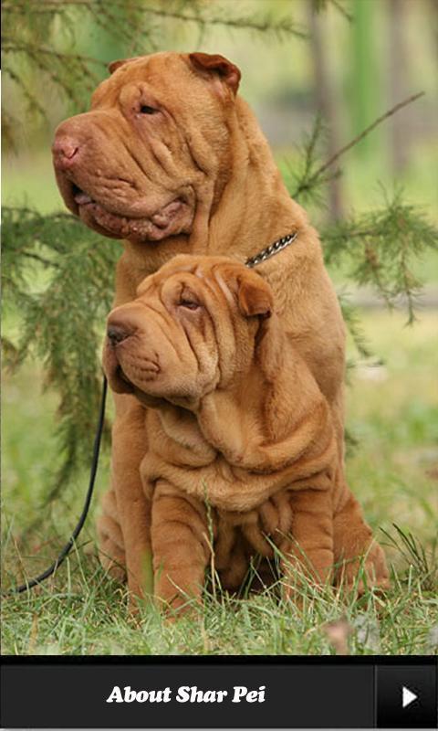 Shar pei.截图1